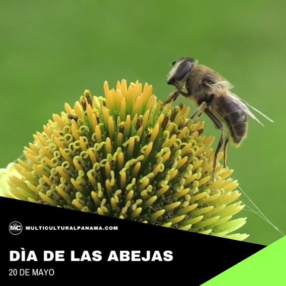 el-dia-mundial-de-las-abejas
