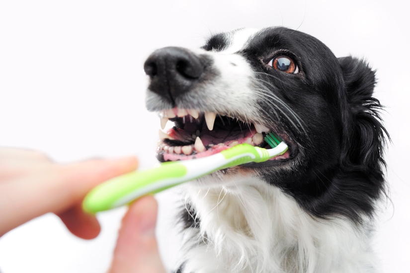 como-mantener-una-buena-higiene-dental-en-tu-mascota
