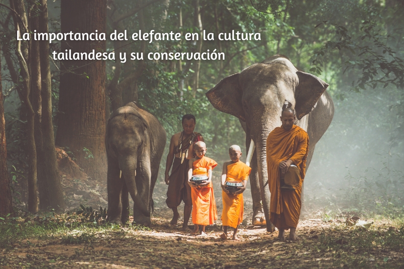la-importancia-del-elefante-en-la-cultura-tailandesa-y-su-conservacion